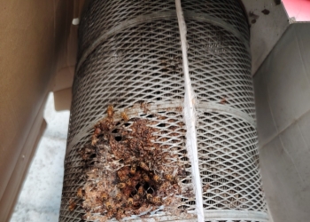 喜欢小动物的看过来